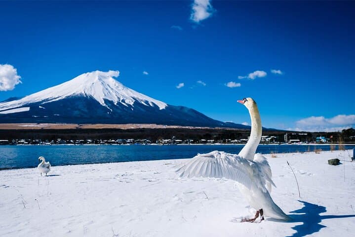 Mt Fuji and Hakone Day Trip from Tokyo with Ropeway Experience