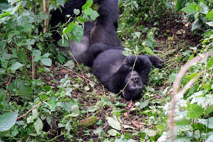 3-Day Gorillas Trekking In Uganda And Golden Monkeys In Rwanda