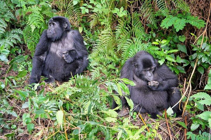 3-Day Gorillas Trekking In Uganda And Golden Monkeys In Rwanda