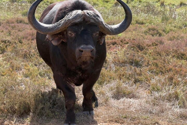 From Cape Town 2 Day Safari at Garden Route Game Lodge