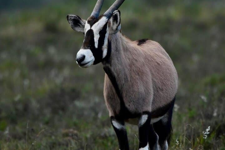 From Cape Town 2 Day Safari at Garden Route Game Lodge