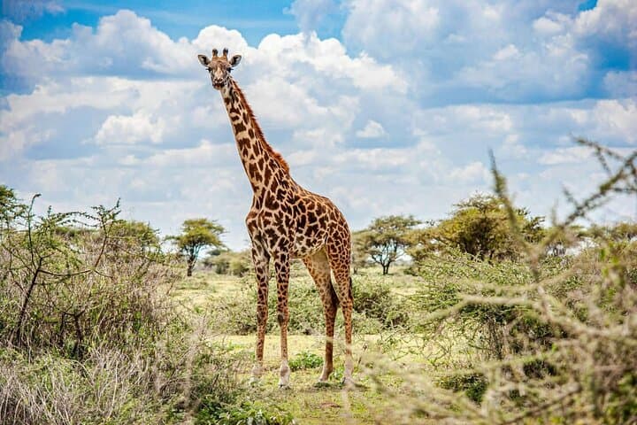 Explore Nairobi National Park and Giraffe Centre in a day Tour