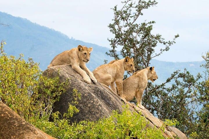 Explore Nairobi National Park and Giraffe Centre in a day Tour
