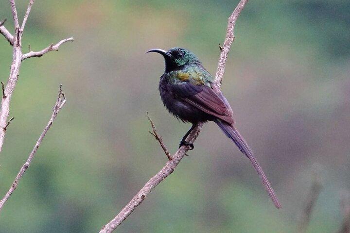 6 Days Uganda: Lake Mburo NP Queen Elizabeth NP & Murchison Falls