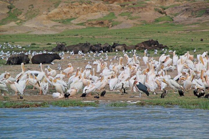 6 Days Uganda: Lake Mburo NP Queen Elizabeth NP & Murchison Falls