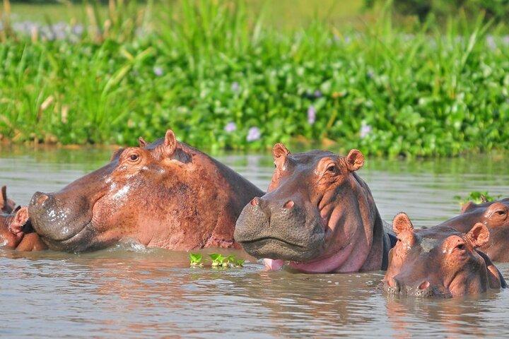 6 Days Uganda: Lake Mburo NP Queen Elizabeth NP & Murchison Falls