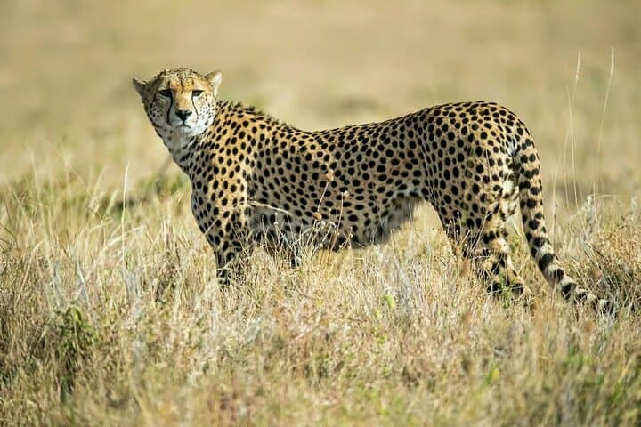 Explore Nairobi National Park with 4WD Transportation