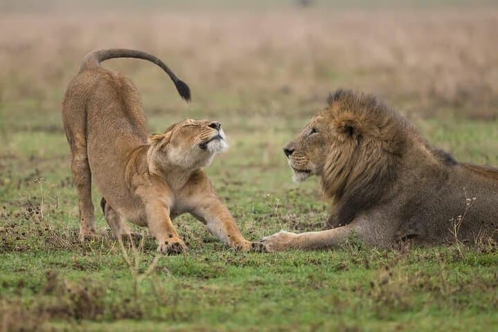 Explore Nairobi National Park with 4WD Transportation
