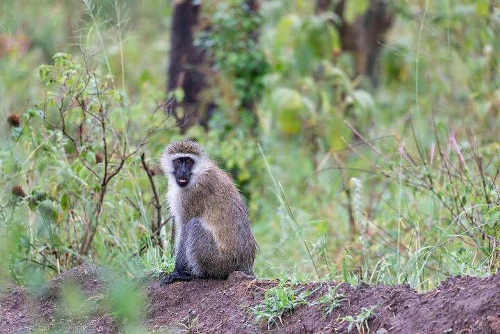 Nairobi Airport Layover Tour with National Park & Giraffe Centre