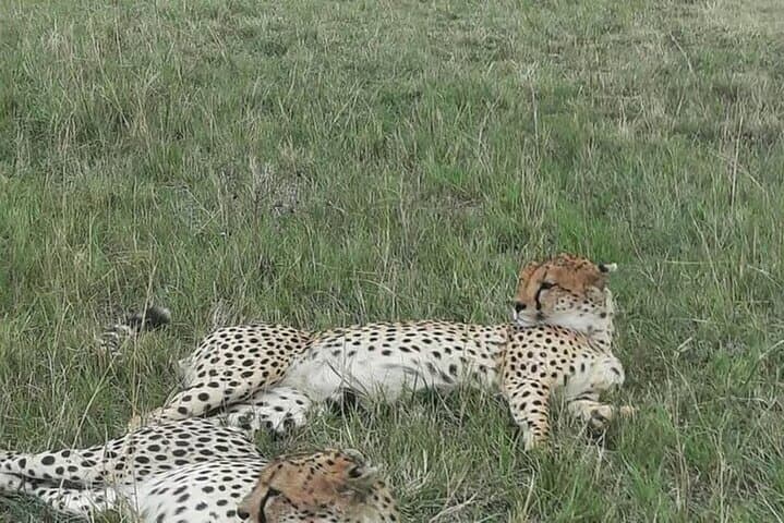 3 Days and 2 Nights Masai Mara Group Joining Budget Safari