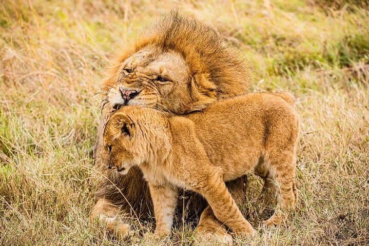 3 Days and 2 Nights Masai Mara Group Joining Budget Safari