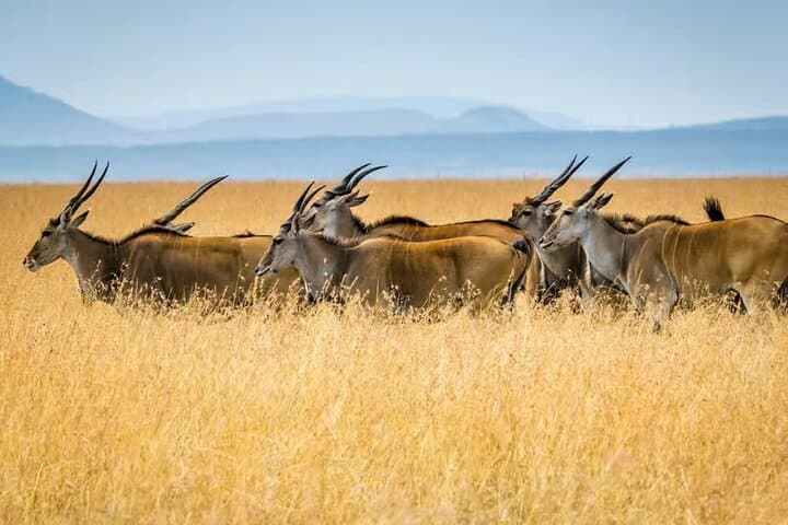 3 Days and 2 Nights Masai Mara Group Joining Budget Safari