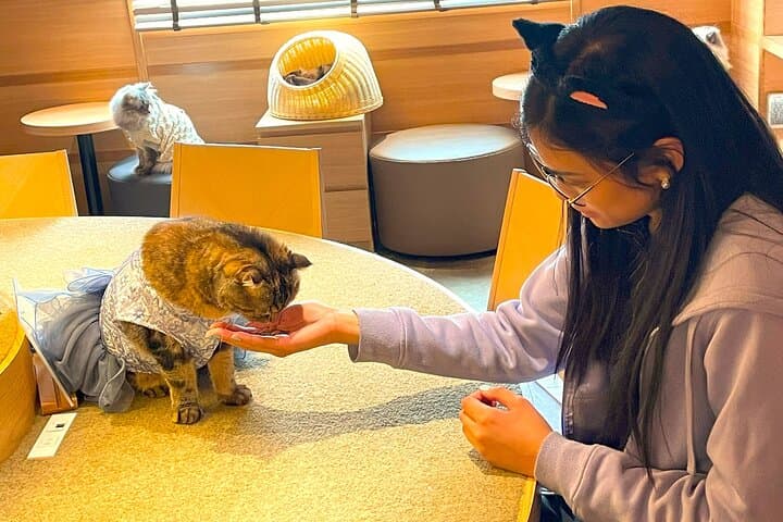 Tokyo: Gotokuji Lucky Cat Temple, Shinjuku Cat Cafe, 3D Giant Cat
