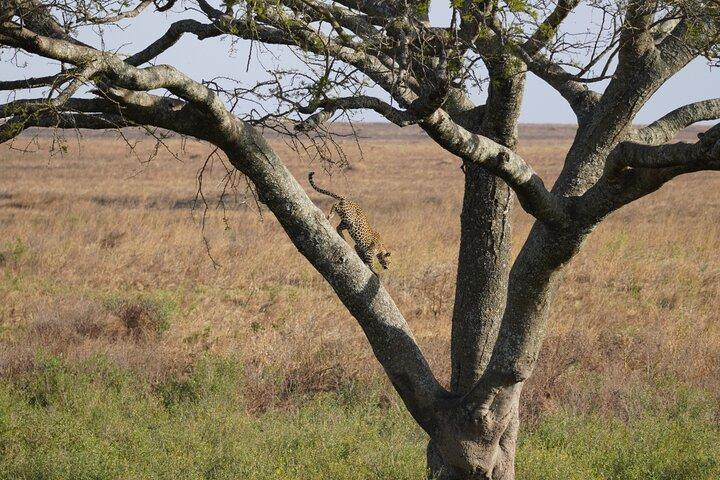 5 Days Serengeti, Ngorongoro, Tarangire, Manyara + Airport Pickup