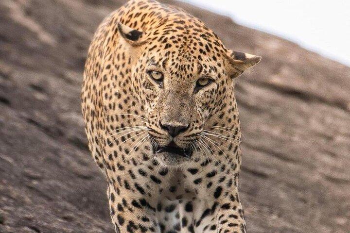 Yala all inclusive leapord Safari from Colombo All inclusive