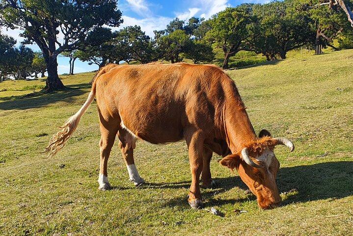 West Madeira Tour – Porto Moniz, Fanal Forest & Cabo Girão