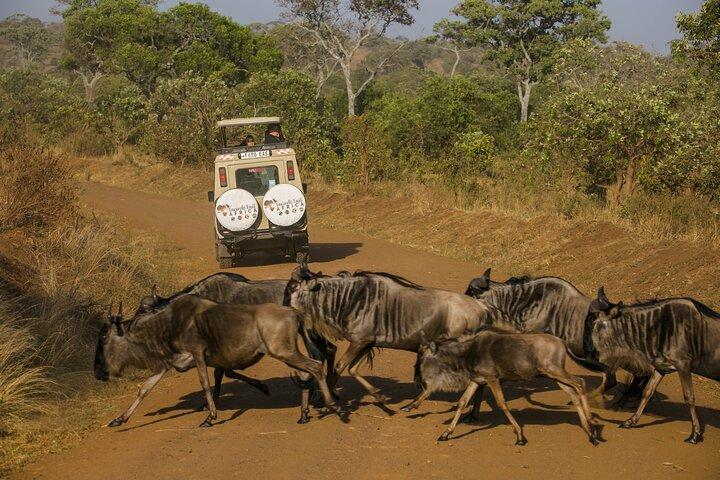 4 Days Masai Cultural Experience Northern Tanzania