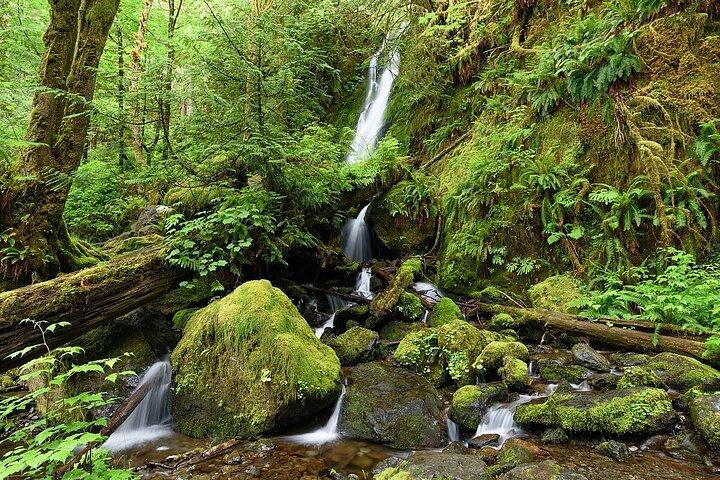 From Seattle Rainforest and Olympic National Park Highlight
