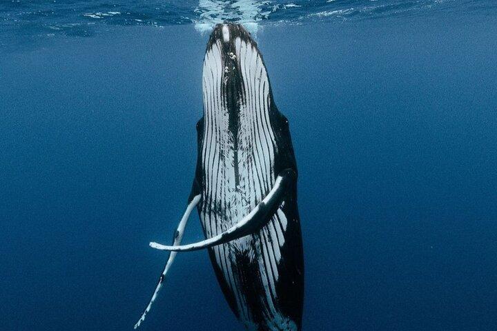 Moorea Whales Watching and Swimming Half Day Shared Tour