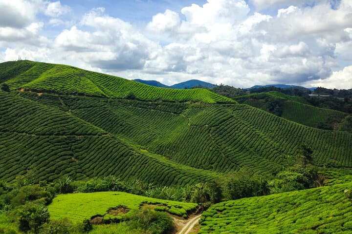 Full-Day Cameron Highlands Nature Tour (Private)