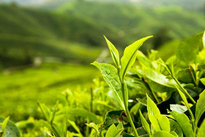 Private Cameron Highlands Day Tour from Kuala Lumpur