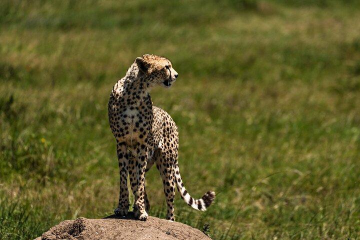 Zanzibar: 2-Day Private Magical Ngorongoro Crater Safari
