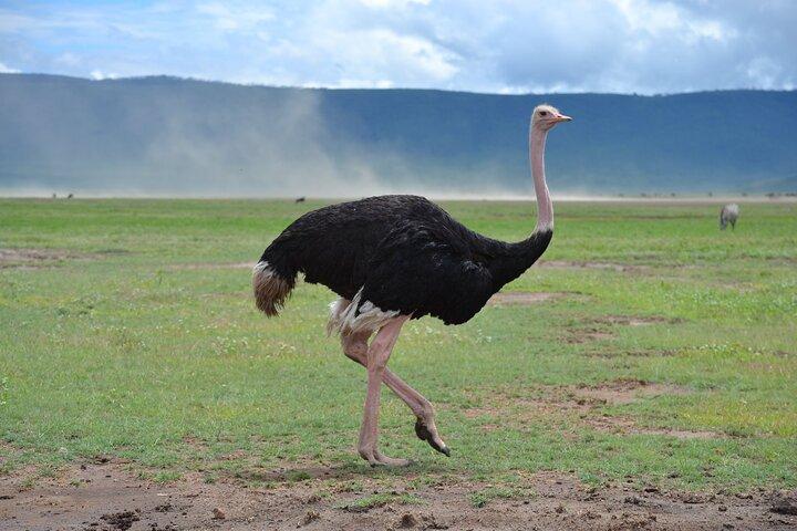 Zanzibar: 2-Day Private Magical Ngorongoro Crater Safari