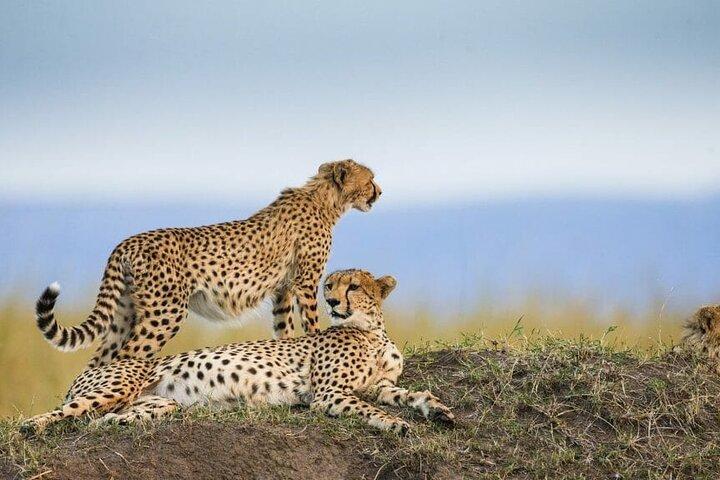 3 Days Luxury Tour at Tanzania Safari Manyara Ngorongoro