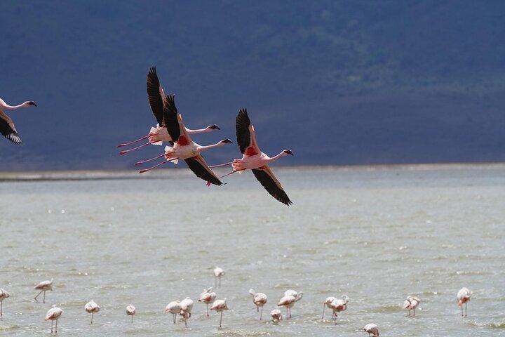 3 Days Luxury Tour at Tanzania Safari Manyara Ngorongoro