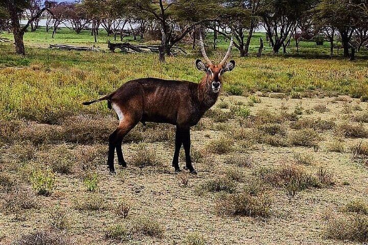 Nairobi: Crescent Island Walking Safari & Lake Naivasha Boat Ride