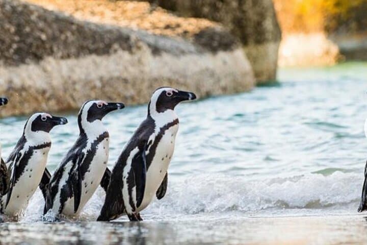 Table Mountain and Boulder Penguins Half Day Tour