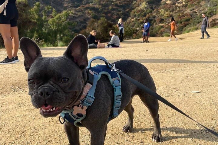 Hollywood Sign Express Tour with Comedians and Their Dogs