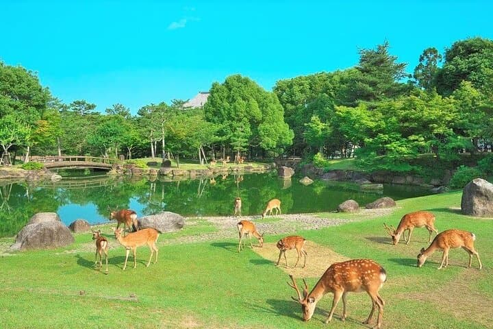Kansai Shared Day Tour in Fushimi Inari Shrine and Kiyomizudera