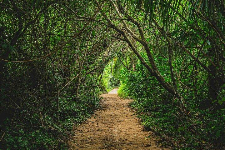 6-in-1 Tour: Cahuita National Park, Tortuguero Canals & More!