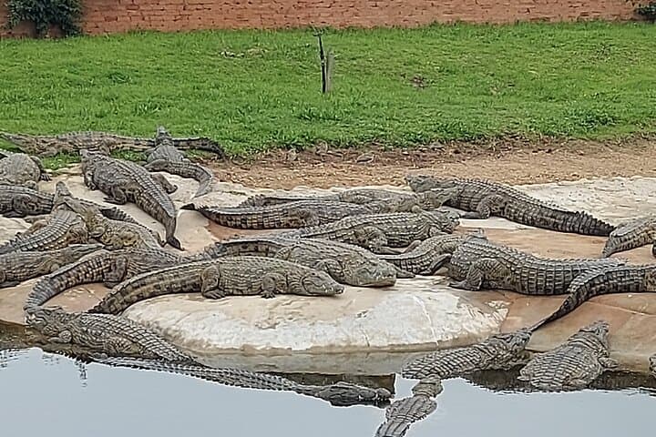 Cheetah Outreach Giraffe Encounter with Crocodile Private Tour