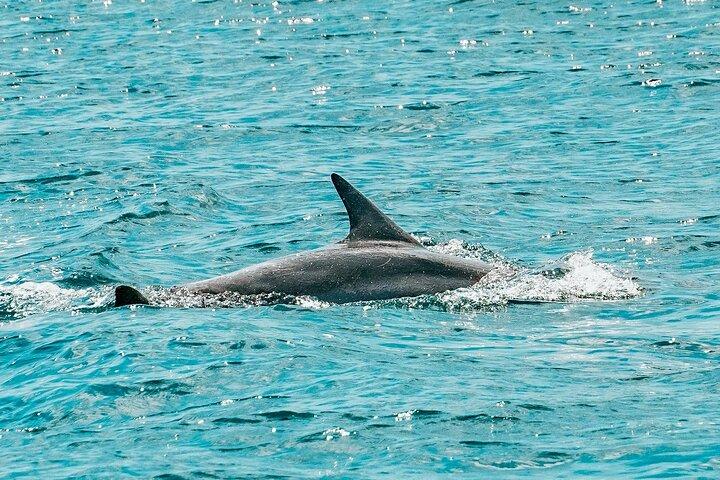 Split: Blue Lagoon & 3 Island Cruise with Wine & Snorkeling