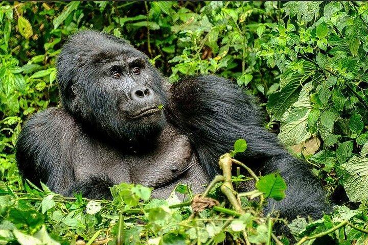 2 days Chimpanzee tracking at Kibale National park