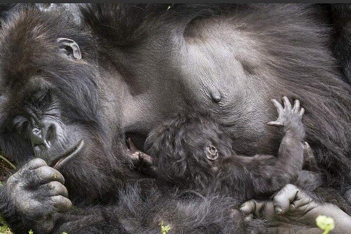2 days Chimpanzee tracking at Kibale National park