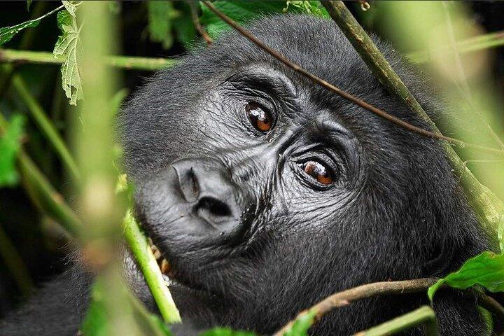 2 days Chimpanzee tracking at Kibale National park