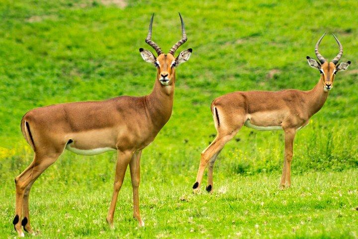 4WD Nairobi Sightseeing Shared