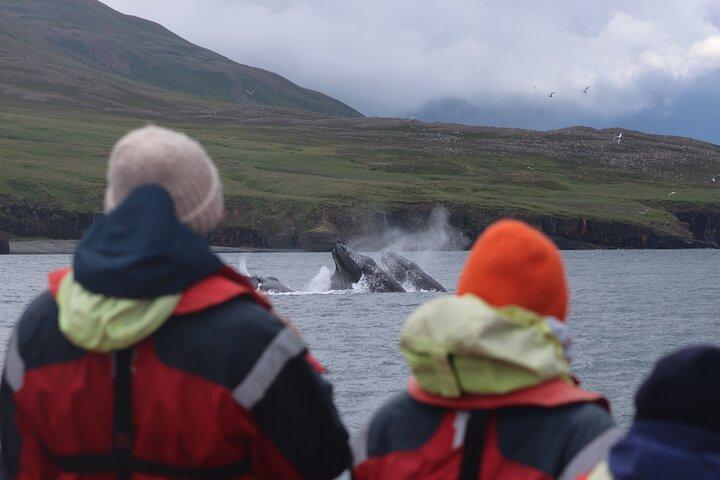 Express Whale Watching in Dalvik close to Akureyri north Iceland