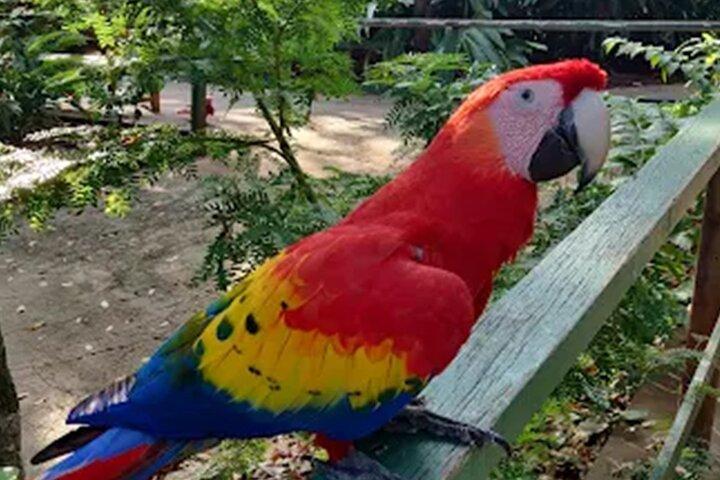 Roatan adventure: Snorkeling, Monkeys, Sloths, and Island Tour