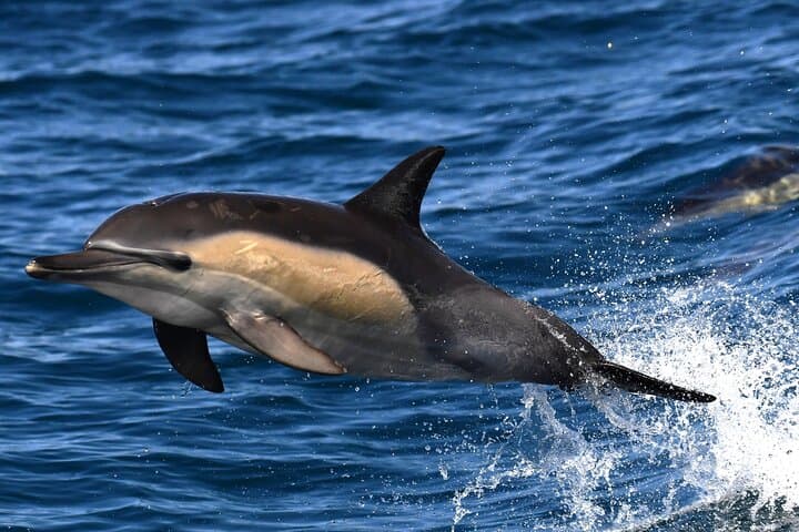 Hermanus Whale Watching Shoreline Activity