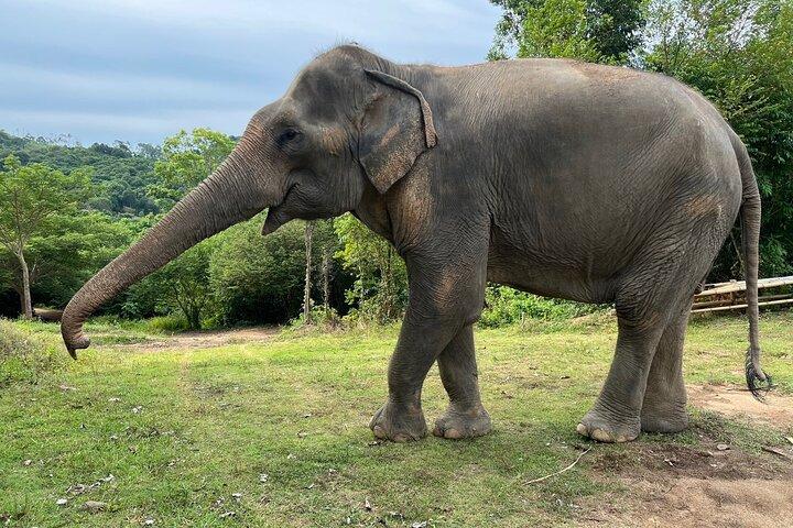 Ethical Elephant Sanctuary in Koh Samui