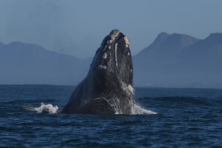 Hermanus Whale Watching Shoreline Activity