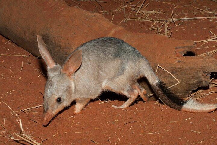 Perth Wildlife Tour Under the Stars with Dinner