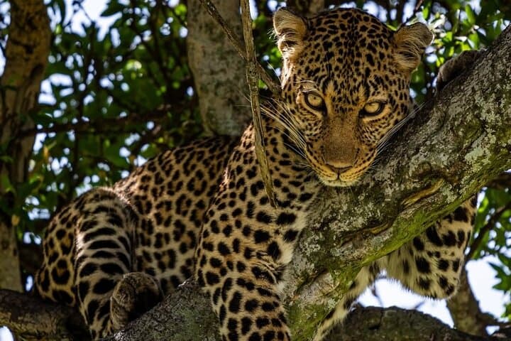 Maasai Mara Overnight Tour from Nairobi