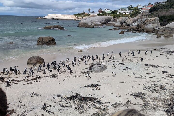 Cape of Good Hope, Cape point & Boulders Beach - Half Day Tour