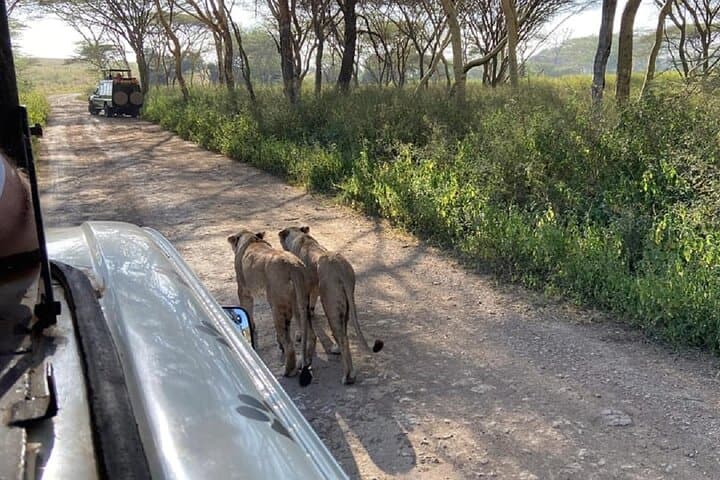 Day Trip: Lake Nakuru National Park and Lake Naivasha Boat Ride