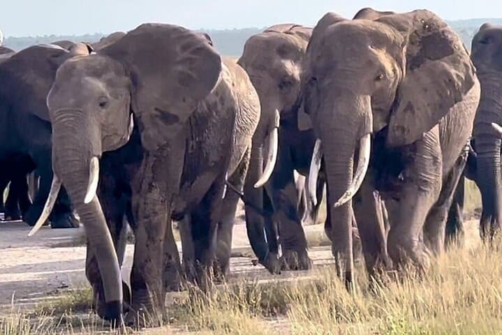 2 Days Endless Adventure Safari at Amboseli (Mid Range Tour)